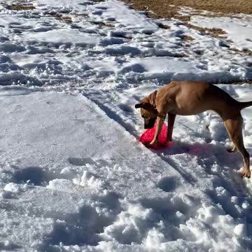 Funny dog can’t stop smiling at her frisbee