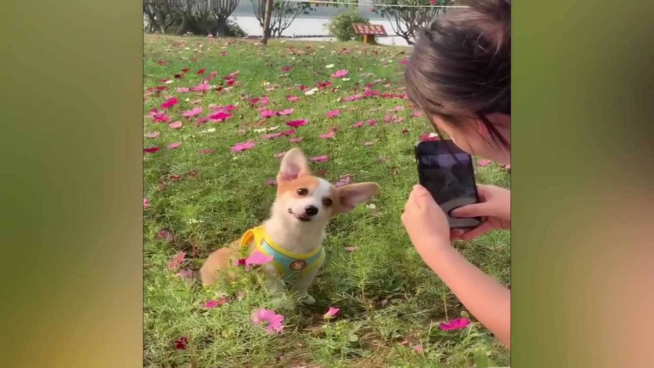 New Funny videos 2024 🥰💞 cute animal comdey