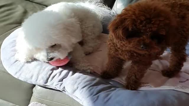 Dog playing with toys