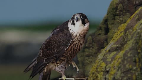 The Peregrine Falcon: Close Up HD Footage (Falco peregrinus)