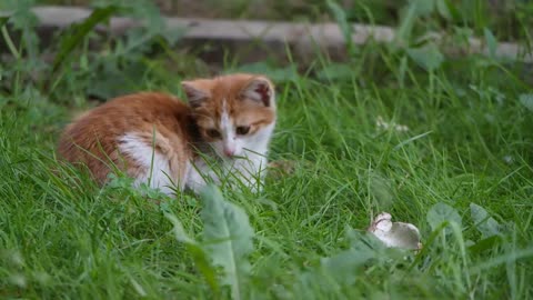 Funny cats with natural chirping sounds in a grass field