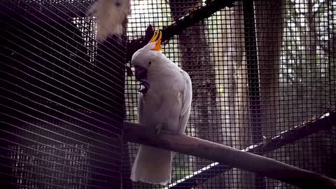 Cockatoo beautiful Birds Feather cage