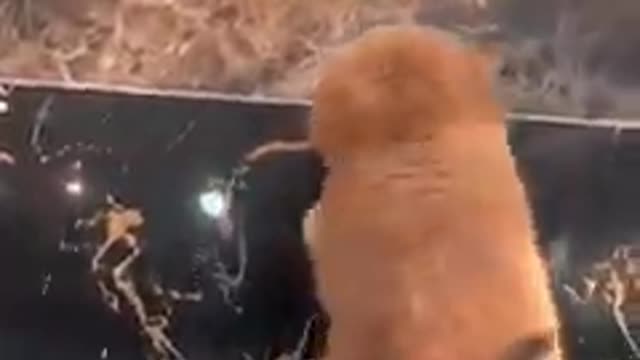 Cute kitty looking for her mommy