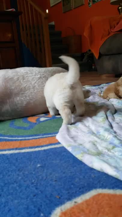 Cissye and Yzer 8.27.21. 32 days old