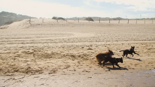 Dogs-playing-together