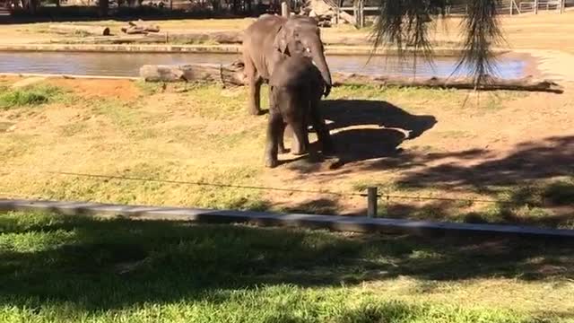 Elephants At The Zoo Funny Business