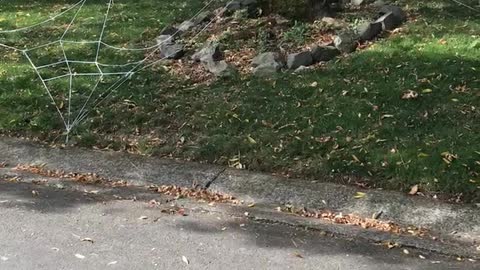 HANZ AT A HALLOWEEN HOUSE