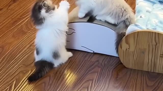 Wonderful bonding of kittens