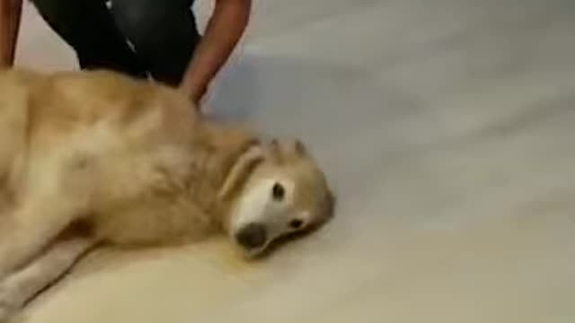 crazy life dog