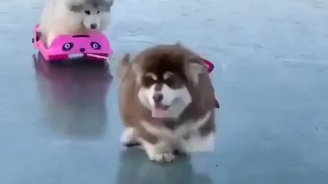Funny puppies are playing 🐕🐕