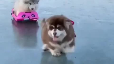 Funny puppies are playing 🐕🐕