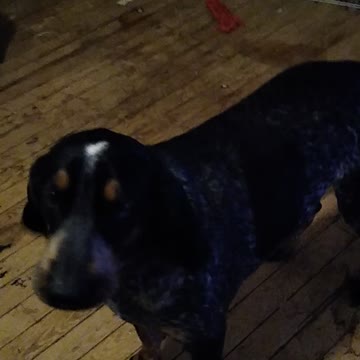 This Rescue Hound Is The Ultimate Drama King