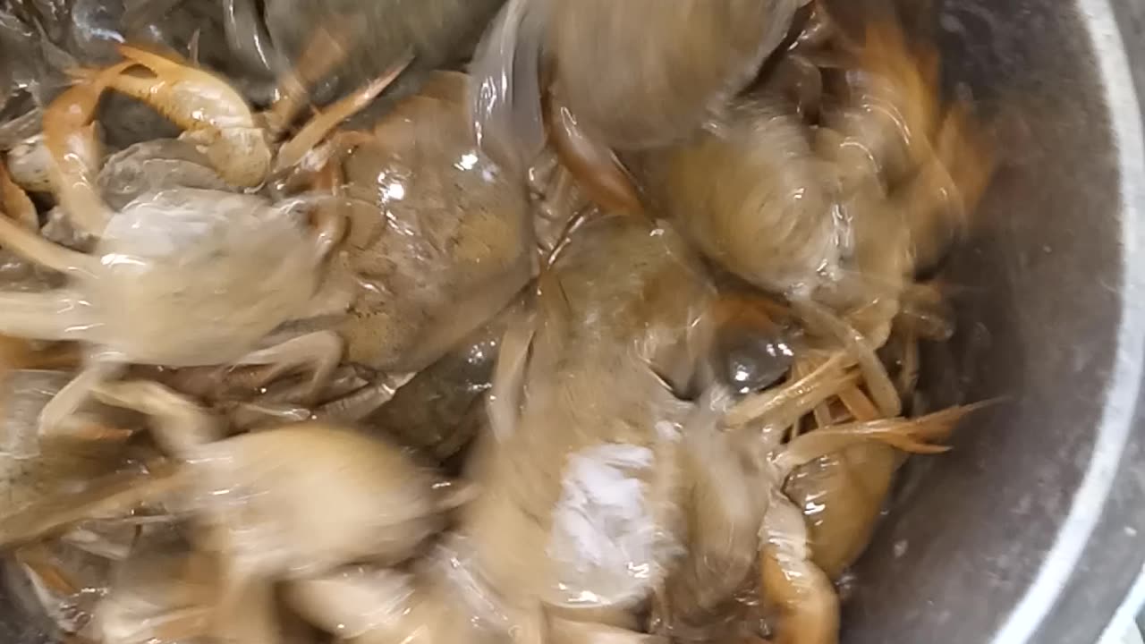 Crab short videos.