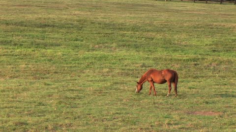 horse grazing in a large open pasture