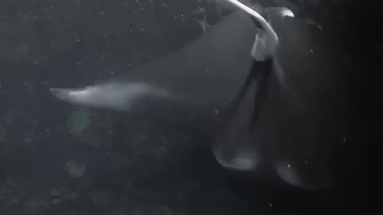 wildlife