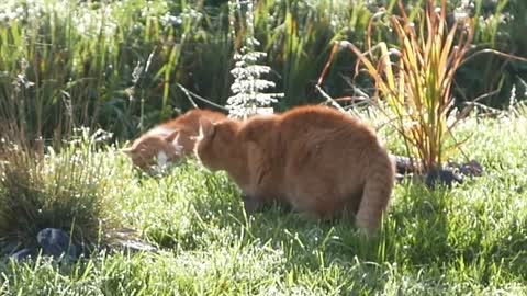 EPIC CATS FIGHT OVER TERRITORY