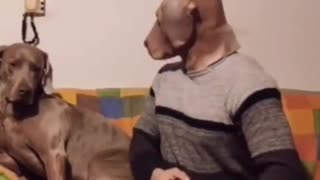 o desfarce de cachorro