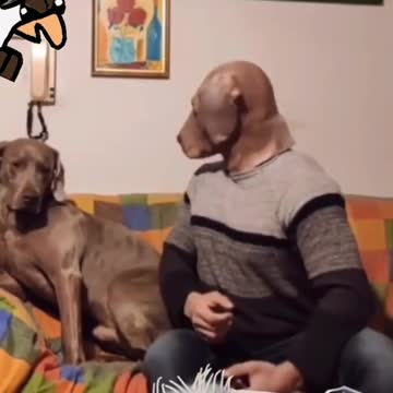 o desfarce de cachorro