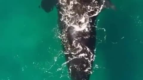 incredibly beautiful whales