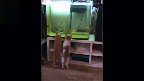 Cute pets and funny animals compilations just to laugh