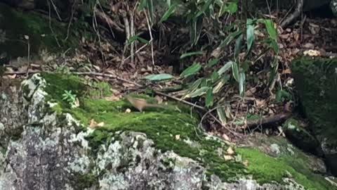 The baby squirrel running through the stones.