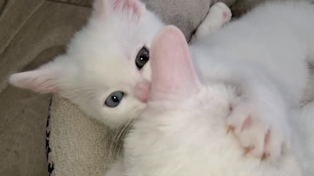 cute kitten videos short leg cat