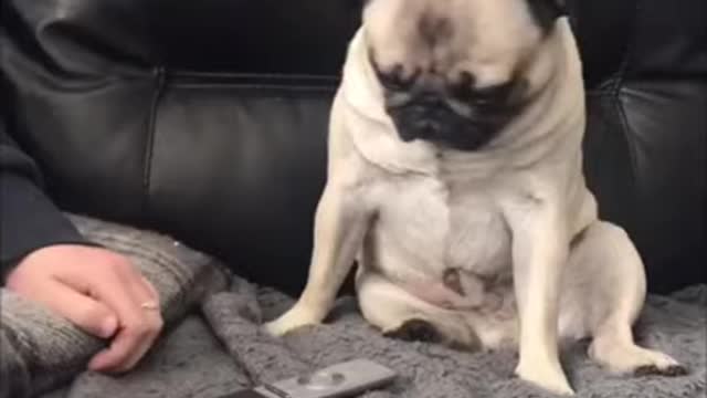 Cute dogs in tiktok