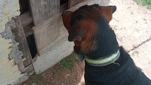 My dog is my best friend he loves chicken 😅🤣