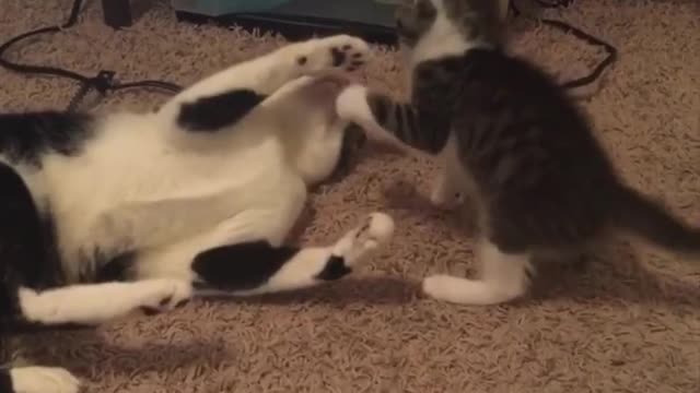 Funny Animals: Cats Gone Crazy Part 1 😹😹