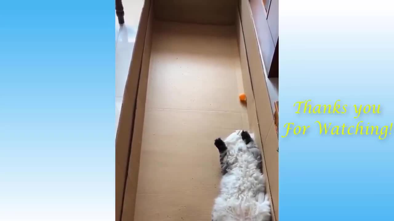 Fun animals and pets