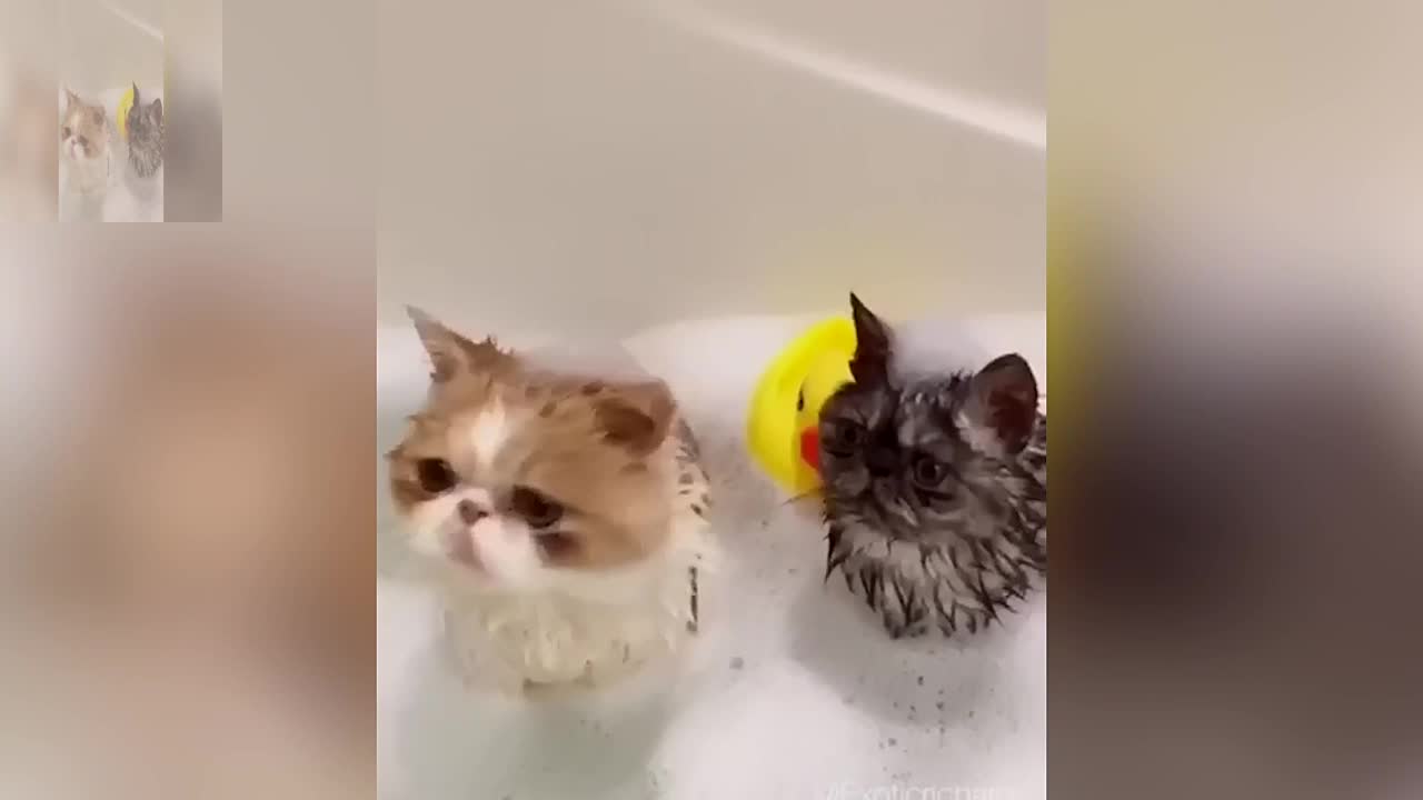 Two cats are taking a bath