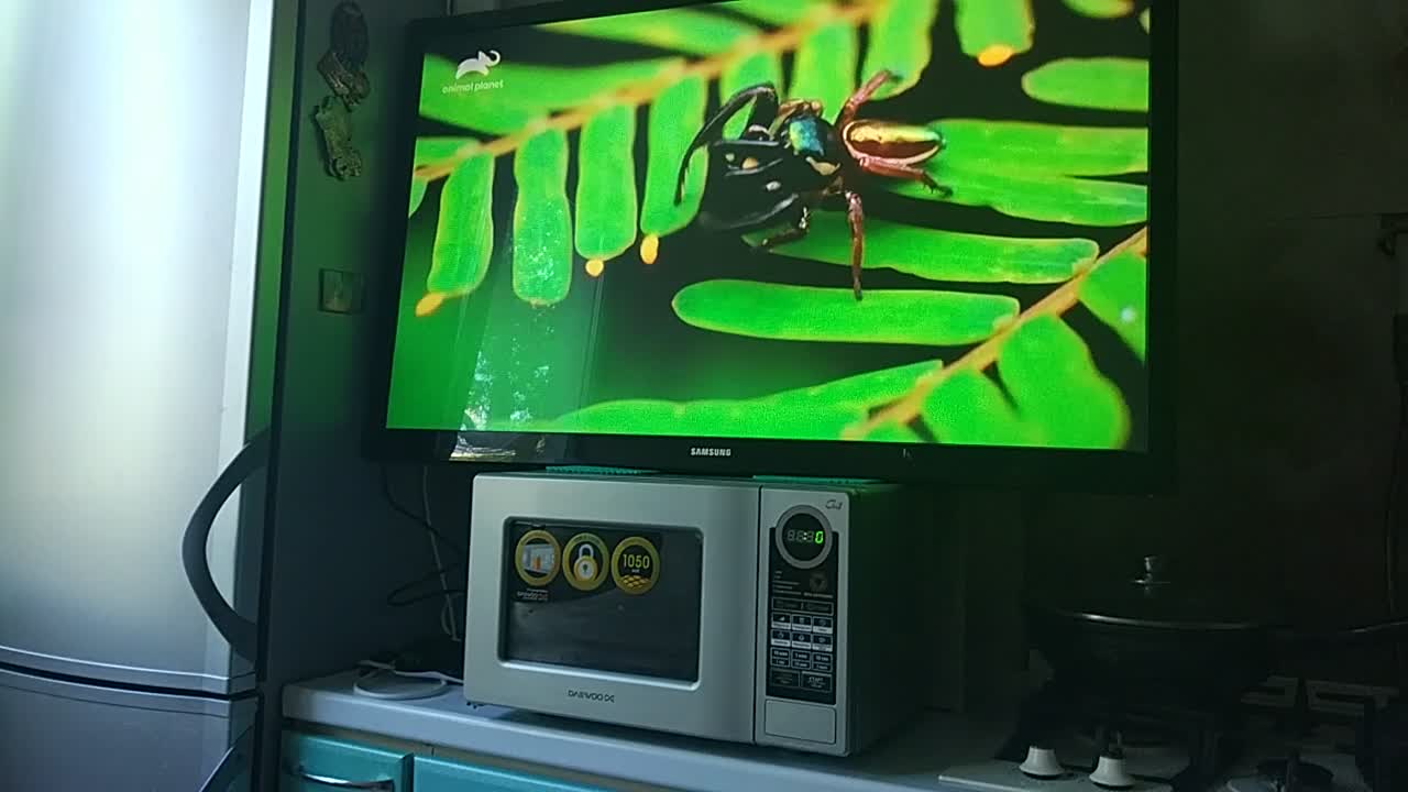 Cat watching a spider on TV