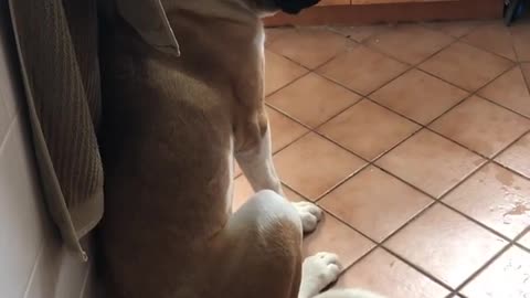 Guy shows brown white dog his broken sandal that dog chewed