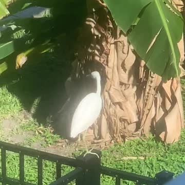 Life on the Lake Tarpon