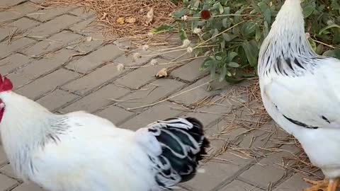 two-white-chickens-walking-on-pavement