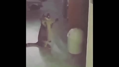 cat found a toy