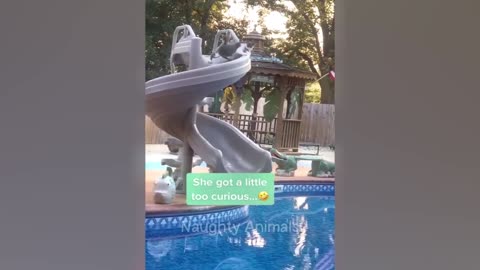 Funny animal compilationII