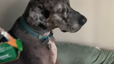 Sarge Shaming