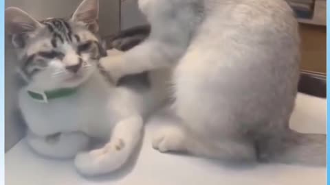 Cats Massage Parlor #Funny #Video