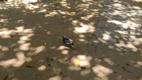 These pigeons are looking for food on the ground