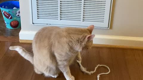 Nemo gives his favorite string a bath