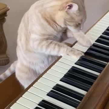 Cat playing Piano || Funny cute cat video || Cat videos