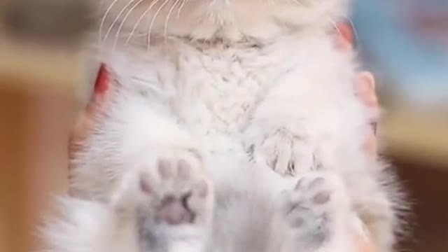 Cute kitten