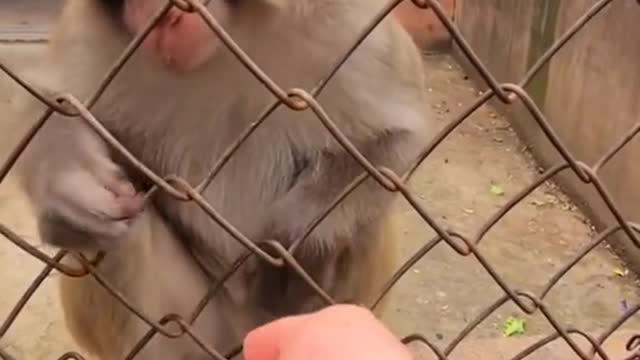 funny monkey