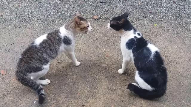 Cats Fighting With Sound - Exclusive Video