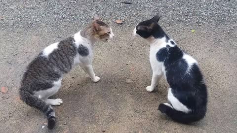 Cats Fighting With Sound - Exclusive Video