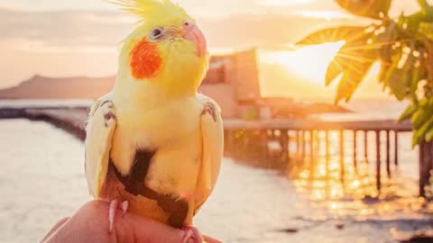 Cute reel of a cockatiel...