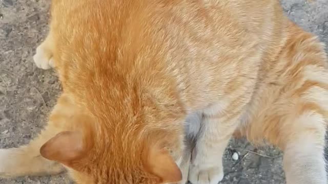 Yellow cat sit down in weird posture