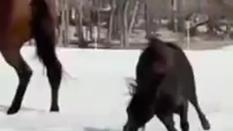 🐴 Crazy horse 😆 Funny Animal Videos