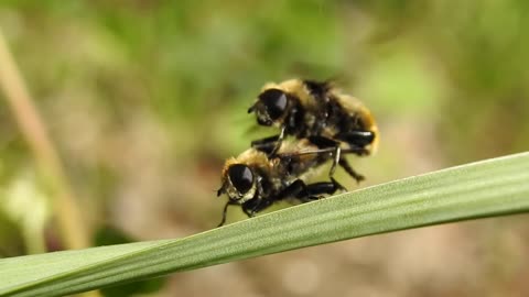 Do You Know How Bee are Mating?